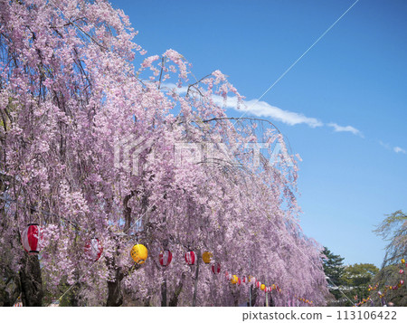 Fukuoka Park cherry blossoms Fukuoka Park cherry blossoms 113106422