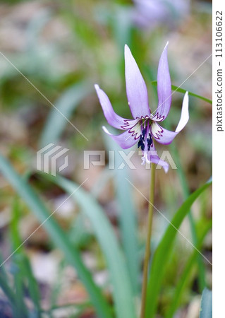 Katakuri flowers 113106622