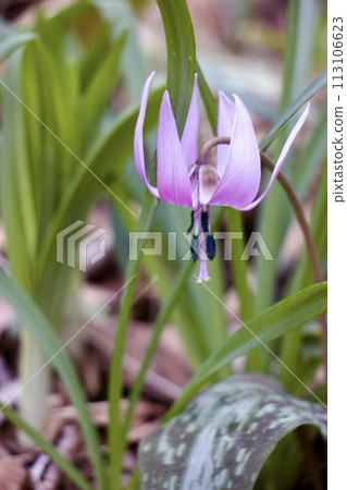 Katakuri flowers 113106623