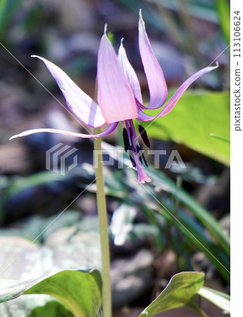 Katakuri flowers 113106624