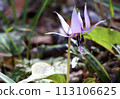 Katakuri flowers 113106625