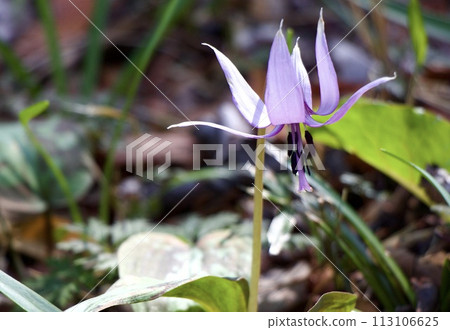 Katakuri flowers 113106625