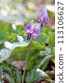 Katakuri flowers 113106627