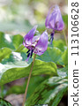 Katakuri flowers 113106628