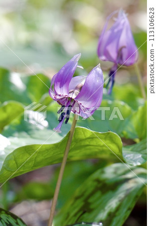 Katakuri flowers 113106628