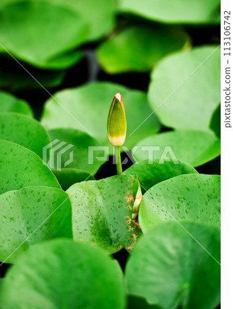 Green lotus leaf, background, green leaf texture. pattern of green leaves for the background 113106742