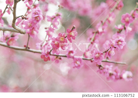 粉紅梅花盛開 小梅林 113106752