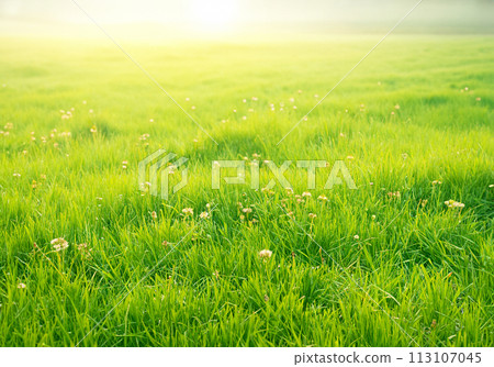 Beautiful grassland on a spring morning, AI generated 113107045