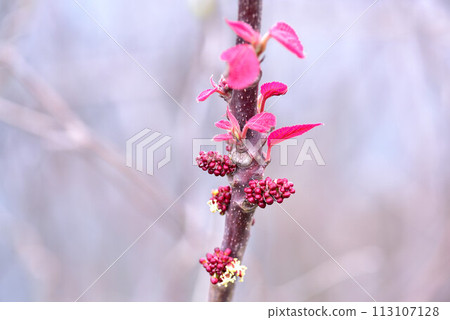 Phellodendron 113107128