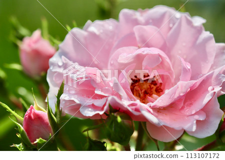 Soft pink rose Bonica and buds with dew drops in the garden. Perfect for background of greeting cards Soft pink rose Bonica and buds with dew drops in the garden. Perfect for background of greeting cards 113107172