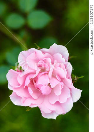 Soft pink rose Bonica with buds in the garden. Perfect for background of greeting cards Soft pink rose Bonica with buds in the garden. Perfect for background of greeting cards 113107175