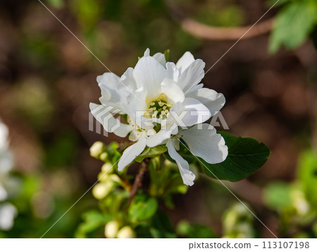 Rikyubai (Rikyubai), which blooms white flowers in spring Rikyubai (Rikyubai), which blooms white flowers in spring 113107198