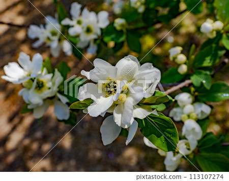 White flowers of Rikyubai (Rikyu plum) with morning dew 113107274