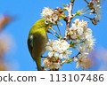 春天的野鳥、李子和繡眼鳥 113107486