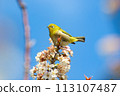 藍天白雲下，一隻繡眼鳥從盛開的白梅花中吸取花蜜。 113107487