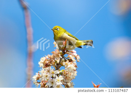 藍天白雲下，一隻繡眼鳥從盛開的白梅花中吸取花蜜。 113107487