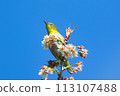 藍天、梅花、繡眼鳥 113107488