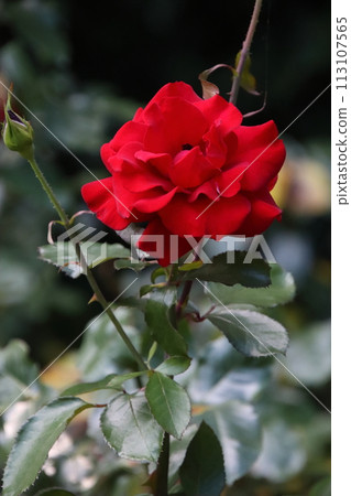 Red roses [at Omachi Park, Ichikawa City, Chiba Prefecture] 113107565