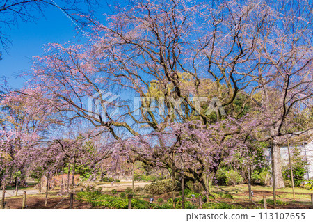 (Tokyo) Weeping cherry blossoms at Rikugien Garden 113107655