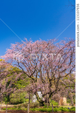 (Tokyo) Weeping cherry blossoms at Rikugien Garden 113107656