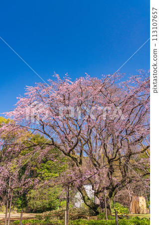 (Tokyo) Weeping cherry blossoms at Rikugien Garden (Tokyo) Weeping cherry blossoms at Rikugien Garden 113107657