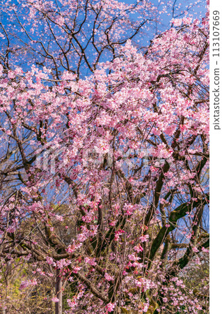 （東京）六義園的垂枝櫻花 113107669