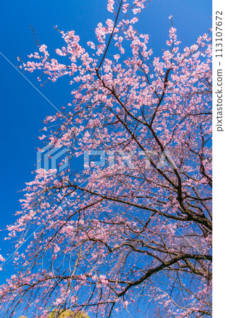 （東京）六義園的垂枝櫻花 113107672