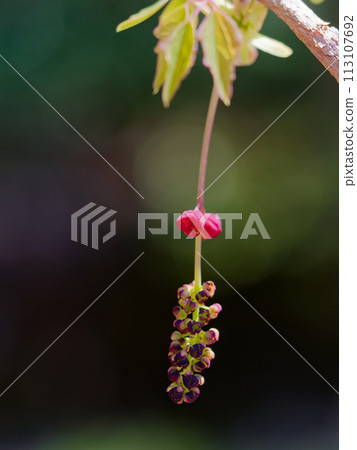 New leaves, male flowers, and female flowers of the climbing deciduous shrub Mitsuba akebia 113107692