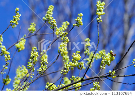 Citrus scent: buds of Aomoji, Lauraceae 113107694