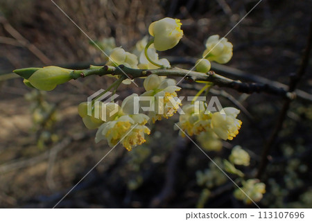 Citrus scent: buds of Aomoji, Lauraceae 113107696