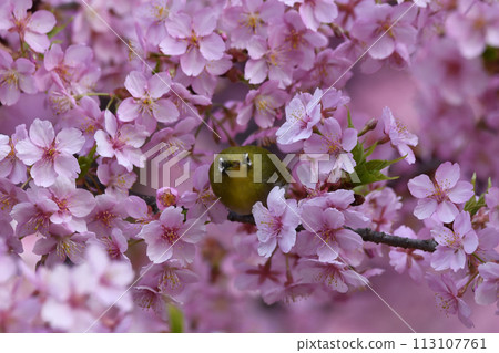 A Japanese white-eye resting on a fully bloomed Kawatsuzakura cherry blossom 113107761