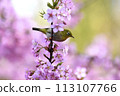 A Japanese white-eye resting on a fully bloomed Kawatsuzakura cherry blossom 113107766