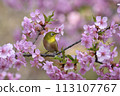A Japanese white-eye resting on a fully bloomed Kawatsuzakura cherry blossom 113107767