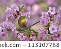 A Japanese white-eye resting on a fully bloomed Kawatsuzakura cherry blossom 113107768