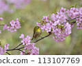 A Japanese white-eye resting on a fully bloomed Kawatsuzakura cherry blossom 113107769
