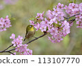 A Japanese white-eye resting on a fully bloomed Kawatsuzakura cherry blossom 113107770