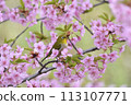 A Japanese white-eye resting on a fully bloomed Kawatsuzakura cherry blossom 113107771