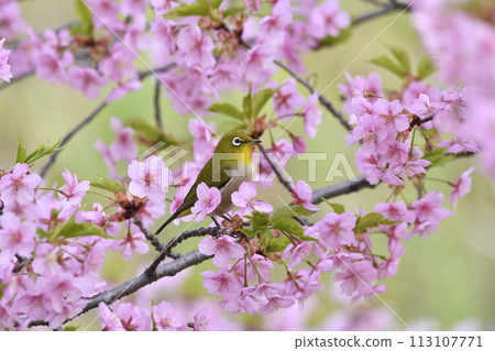一隻繡眼鳥棲息在盛開的河津櫻上 一隻繡眼鳥棲息在盛開的河津櫻上 113107771
