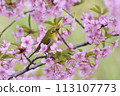 Pink color Kawazu cherry tree and cute medallo 113107773