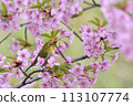 Pink color Kawazu cherry tree and cute medallo 113107774