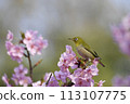 Pink color Kawazu cherry tree and cute medallo 113107775
