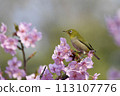 Pink color Kawazu cherry tree and cute medallo 113107776