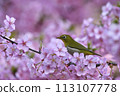 Pink color Kawazu cherry tree and cute medallo 113107778