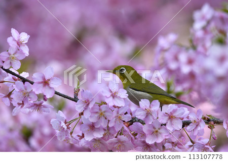 桃紅色顏色Kawazu櫻桃樹和逗人喜愛的medallo 113107778