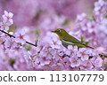 Pink color Kawazu cherry tree and cute medallo 113107779