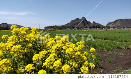 栃木市的岩船山和油菜花 113107954
