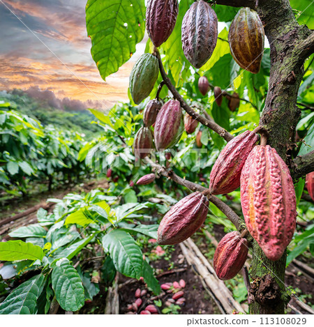 Ripe cocoa fruits ripen on the trees on the tropical farm 113108029