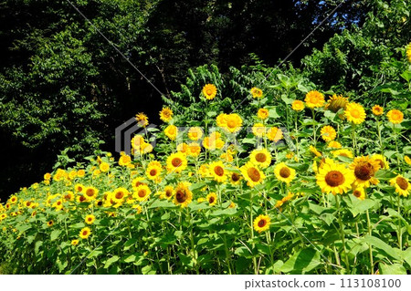 向日葵盛開【相模原市築井市 8月】 113108100