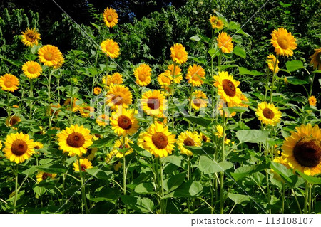 向日葵花大賽[相模原市津久井8月] 113108107