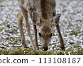 Deer eating cherry petals 113108187